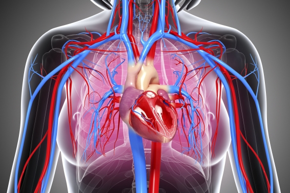 Female cardiovascular system